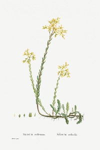 Sedum Reflexum (Reflexed Stonecrop) from Histoire des Plantes Grasses (1799) by <a href="https://www.rawpixel.com/search/Pierre%20Joseph%20Redout%C3%A9?sort=curated&amp;type=all&amp;page=1">Pierre-Joseph Redout&eacute;</a>. Original from Biodiversity Heritage Library. Digitally enhanced by rawpixel.