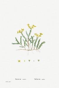 Hand drawn Sedum Acre (Goldmoss Stonecrop) illustration