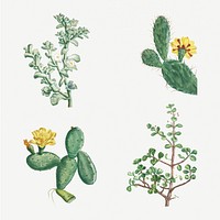 Hand drawn cactus and succulent illustration set