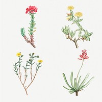 Hand drawn cactus and succulent illustration set
