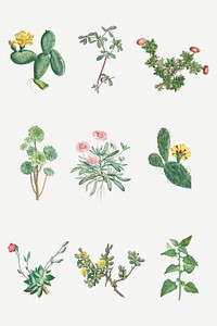 Hand drawn cactus and succulent illustration set