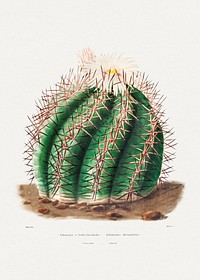 Turk&#39;s Head Cactus (Echinocactus Horizonthalonius) from Iconographie descriptive des cactées by <a href="https://www.rawpixel.com/search/Charles%20Antoine%20Lemaire?sort=curated&amp;page=1">Charles Antoine Lemaire</a> (1801&ndash;1871). Original from Biodiversity Heritage Library. Digitally enhanced by rawpixel.