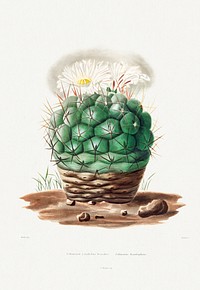 Echinocactus Hexaedrophorus from Iconographie descriptive des cactées by <a href="https://www.rawpixel.com/search/Charles%20Antoine%20Lemaire?sort=curated&amp;page=1">Charles Antoine Lemaire</a> (1801&ndash;1871). Original from Biodiversity Heritage Library. Digitally enhanced by rawpixel.