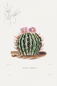 Echinocactus Coptonogonus from Iconographie descriptive des cactées by Charles Antoine Lemaire (1801–1871). Original from Biodiversity Heritage Library. Digitally enhanced by rawpixel.