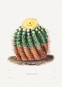 Golden Barrel Cactus (Echinocactus rinaceus) from Iconographie descriptive des cactées by Charles Antoine Lemaire (1801&ndash;1871). Original from Biodiversity Heritage Library. Digitally enhanced by rawpixel.