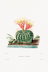 Sun Cup Cactus (Echinocactus Concinnus) from Iconographie descriptive des cactées by Charles Antoine Lemaire (1801–1871). Original from Biodiversity Heritage Library. Digitally enhanced by rawpixel.