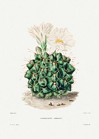 Black Chin Cactus (Echinocactus Gibbosus) from Iconographie descriptive des cactées by <a href="https://www.rawpixel.com/search/Charles%20Antoine%20Lemaire?sort=curated&amp;page=1">Charles Antoine Lemaire</a> (1801&ndash;1871). Original from Biodiversity Heritage Library. Digitally enhanced by rawpixel.