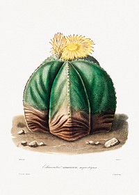 Bishop&#39;s Cap Cactus (Astrophytum Myriostigma) from Iconographie descriptive des cactées by <a href="https://www.rawpixel.com/search/Charles%20Antoine%20Lemaire?sort=curated&amp;page=1">Charles Antoine Lemaire</a> (1801&ndash;1871). Original from Biodiversity Heritage Library. Digitally enhanced by rawpixel.