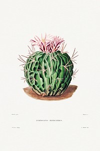 Echinocactus Pentacanthus from Iconographie descriptive des cactées by <a href="https://www.rawpixel.com/search/Charles%20Antoine%20Lemaire?sort=curated&amp;page=1">Charles Antoine Lemaire</a> (1801&ndash;1871). Original from Biodiversity Heritage Library. Digitally enhanced by rawpixel.