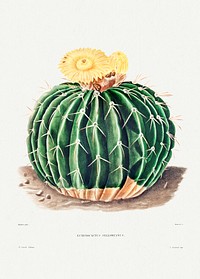 Parodia Sellowii (Echinocactus Sellowianus) from Iconographie descriptive des cactées by <a href="https://www.rawpixel.com/search/Charles%20Antoine%20Lemaire?sort=curated&amp;page=1">Charles Antoine Lemaire</a> (1801&ndash;1871). Original from Biodiversity Heritage Library. Digitally enhanced by rawpixel.