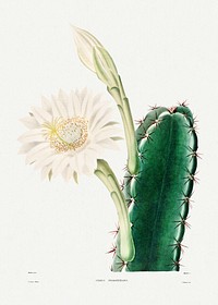 Lady of the Night Cactus (Cereus Perrotetianus) from Iconographie descriptive des cactées by <a href="https://www.rawpixel.com/search/Charles%20Antoine%20Lemaire?sort=curated&amp;page=1">Charles Antoine Lemaire</a> (1801&ndash;1871). Original from Biodiversity Heritage Library. Digitally enhanced by rawpixel.