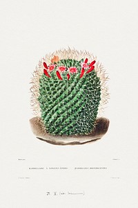 Pincushion Cactus (Mammillaria Dolichocentra) from Iconographie descriptive des cactées by Charles Antoine Lemaire (1801–1871). Original from Biodiversity Heritage Library. Digitally enhanced by rawpixel.