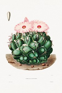 Elephant&#39;s Tooth Cactus (Mammillaria Elephantidens) from Iconographie descriptive des cactées by <a href="https://www.rawpixel.com/search/Charles%20Antoine%20Lemaire?sort=curated&amp;page=1">Charles Antoine Lemaire</a> (1801&ndash;1871). Original from Biodiversity Heritage Library. Digitally enhanced by rawpixel.