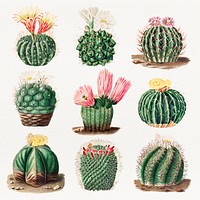 Vintage cactus with flower collection