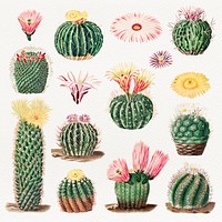 Vintage cactus with flower collection