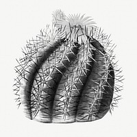Vintage black and white turk's head cactus design element