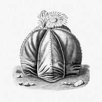 Vintage black and white bishop&#39;s cap cactus design element
