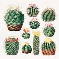 Vintage cactus illustration set