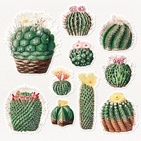 Vintage cactus sticker collection