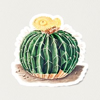 Vintage Parodia sellowii cactus sticker with white border
