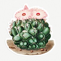 Vintage elephant&#39;s tooth cactus sticker with white border