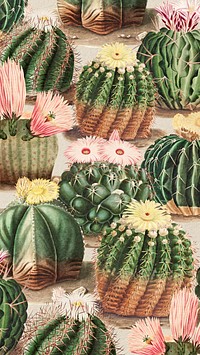 Vintage green cactus with flower mobile phone wallpaper