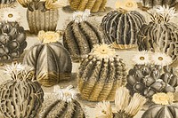 Vintage sepia cactus with flower illustration background