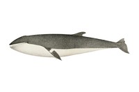 Vintage whale illustration