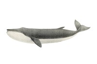 Vintage whale illustration