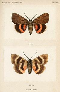 Darling Underwing (Catocala Cara) and under side. Digitally enhanced from our own publication of Moths and Butterflies of the United States (1900) by Sherman F. Denton (1856-1937).