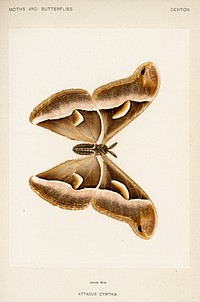 Ailanthus Silkmoth (Attacus Cynthia).  Digitally enhanced from our own publication of Moths and Butterflies of the United States (1900) by Sherman F. Denton (1856-1937).