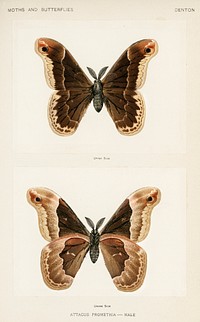 Promethea Silkmoth - Male (Attacus Promethia).  Digitally enhanced from our own publication of Moths and Butterflies of the United States (1900) by Sherman F. Denton (1856-1937).