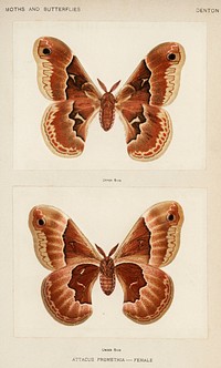 Promethea Silkmoth - Female (Attacus Promethia).  Digitally enhanced from our own publication of Moths and Butterflies of the United States (1900) by Sherman F. Denton (1856-1937).
