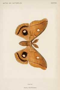 Polyphemus Moth (Telea Polyphemus).  Digitally enhanced from our own publication of Moths and Butterflies of the United States (1900) by Sherman F. Denton (1856-1937).
