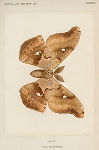 Polyphemus Moth (Telea Polyphemus).  Digitally enhanced from our own publication of Moths and Butterflies of the United States (1900) by Sherman F. Denton (1856-1937).