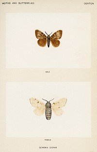 Gypsy Moth - Male, Female (Ocneria Dispar).  Digitally enhanced from our own publication of Moths and Butterflies of the United States (1900) by Sherman F. Denton (1856-1937).