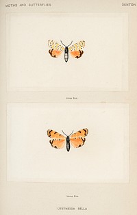 Bella Moth (Utetheisia Bella).  Digitally enhanced from our own publication of Moths and Butterflies of the United States (1900) by Sherman F. Denton (1856-1937).