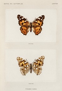 Painted Lady (Pyrameis Cardui).  Digitally enhanced from our own publication of Moths and Butterflies of the United States (1900) by Sherman F. Denton (1856-1937).