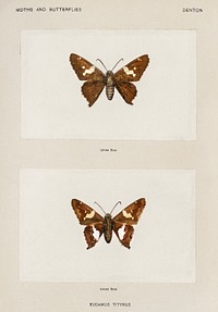 Silver-spotted Skipper (Eudamus Tityrus).  Digitally enhanced from our own publication of Moths and Butterflies of the United States (1900) by Sherman F. Denton (1856-1937).