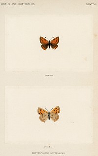American copper (Chrysophanus Hypopleas).  Digitally enhanced from our own publication of Moths and Butterflies of the United States (1900) by Sherman F. Denton (1856-1937).