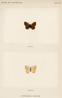 Bog Copper (Chrysophanus Epixanthe).  Digitally enhanced from our own publication of Moths and Butterflies of the United States (1900) by Sherman F. Denton (1856-1937).