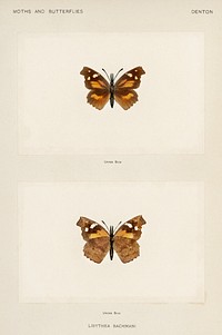 Snout Butterfly (Libythea Bachmani).  Digitally enhanced from our own publication of Moths and Butterflies of the United States (1900) by Sherman F. Denton (1856-1937).