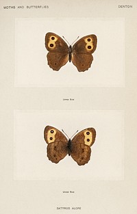 Wood-nymph (Satyrus Alope).  Digitally enhanced from our own publication of Moths and Butterflies of the United States (1900) by Sherman F. Denton (1856-1937).