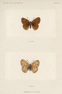 Wood Satyrus (Neonympha Eurythris).  Digitally enhanced from our own publication of Moths and Butterflies of the United States (1900) by Sherman F. Denton (1856-1937).