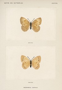 Eyed Brown Butterfly (Neonympha Canthus).  Digitally enhanced from our own publication of Moths and Butterflies of the United States (1900) by Sherman F. Denton (1856-1937).