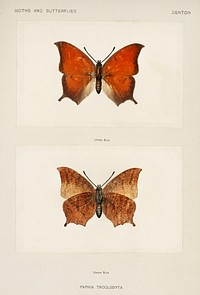 Tropical Leafwing (Paphia Troglodyta).  Digitally enhanced from our own publication of Moths and Butterflies of the United States (1900) by Sherman F. Denton (1856-1937).