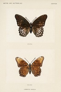 Red-spotted Purple (Limenitis Ursula).  Digitally enhanced from our own publication of Moths and Butterflies of the United States (1900) by Sherman F. Denton (1856-1937).