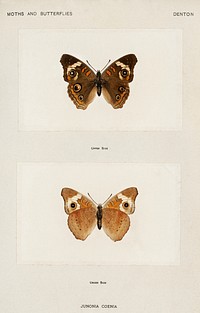 Buckeye (Junonia Coenia).  Digitally enhanced from our own publication of Moths and Butterflies of the United States (1900) by Sherman F. Denton (1856-1937).