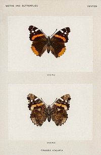 Red Admiral (Pyrameis Atalanta).  Digitally enhanced from our own publication of Moths and Butterflies of the United States (1900) by Sherman F. Denton (1856-1937).