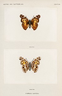 Pyrameis Huntera (Brazilian painted lady). Digitally enhanced from our own publication of Moths and Butterflies of the United States (1900) by Sherman F. Denton (1856-1937).